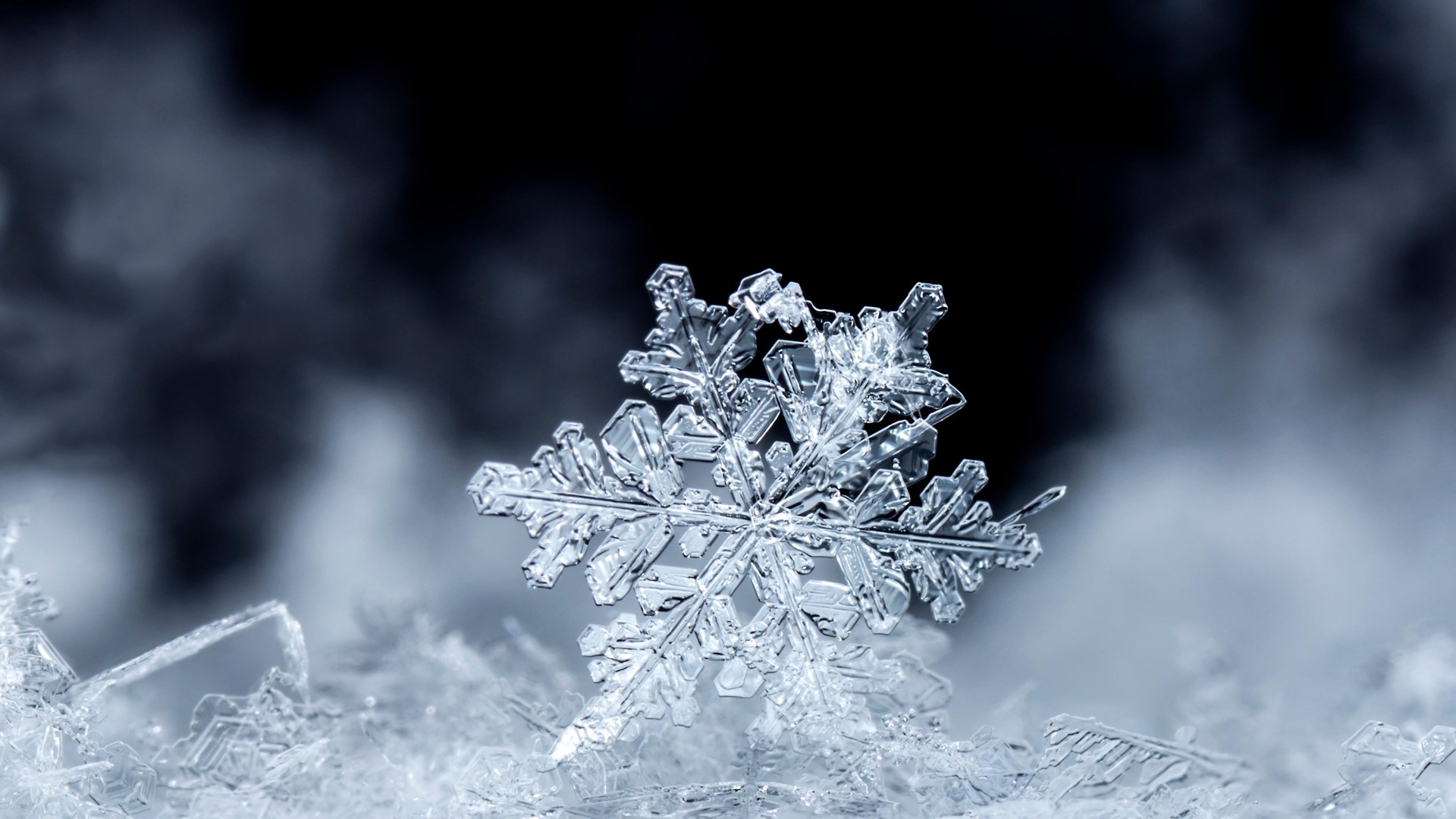 Snowflake Pictures